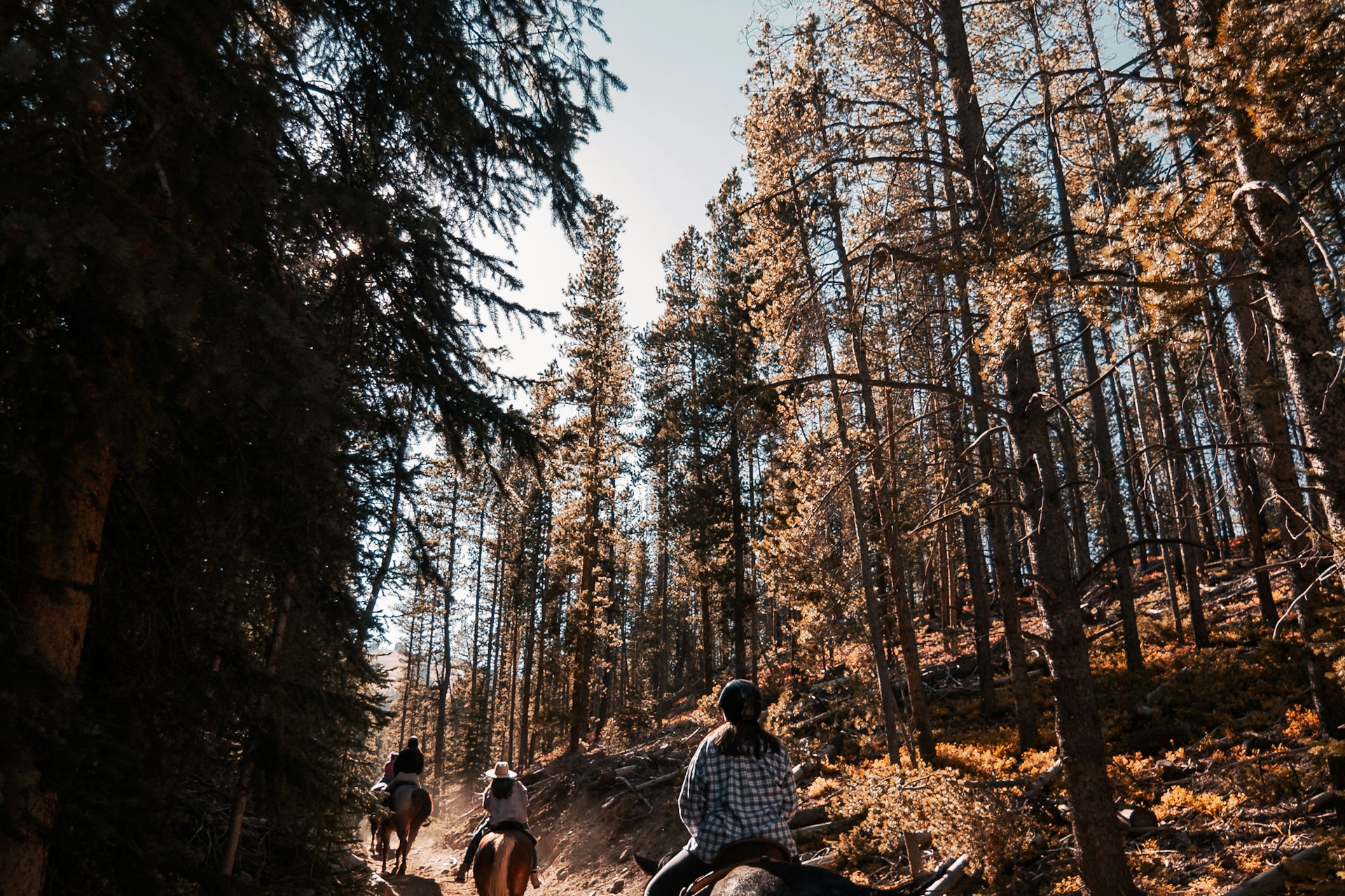 Cabalgata por un sendero de bosque de montaña