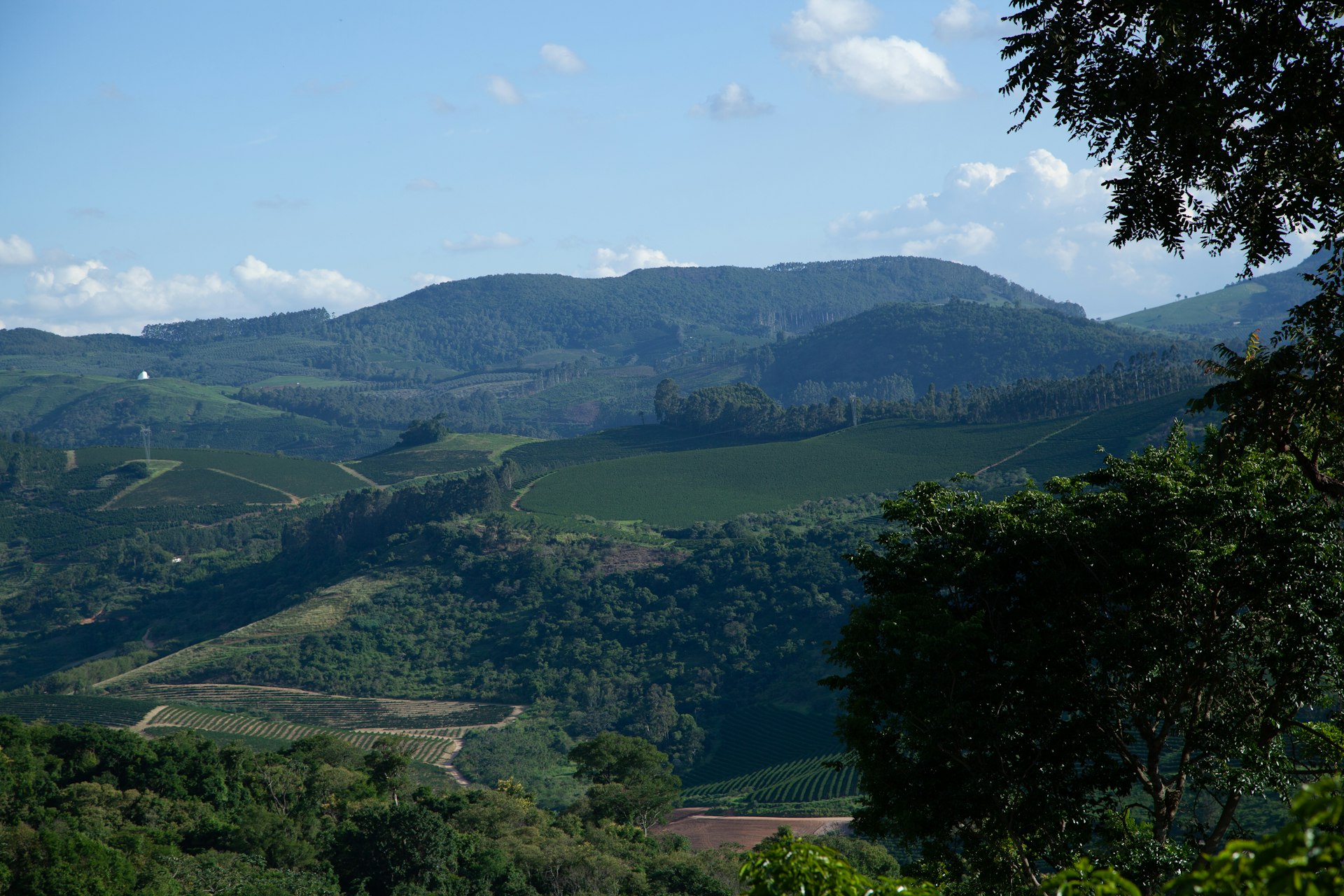 Plantación de café en las montañas