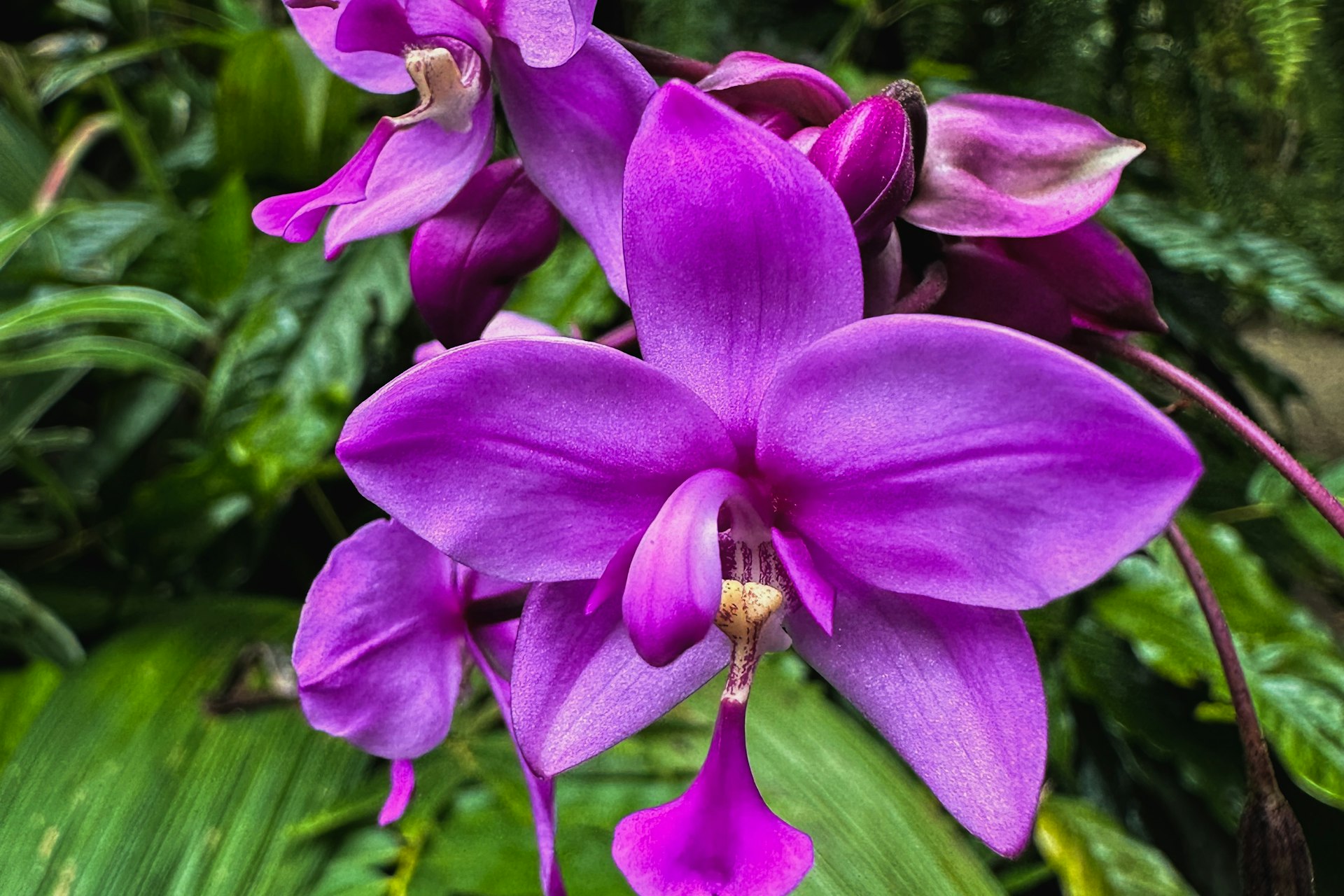 Orquídeas moradas del bosque de niebla