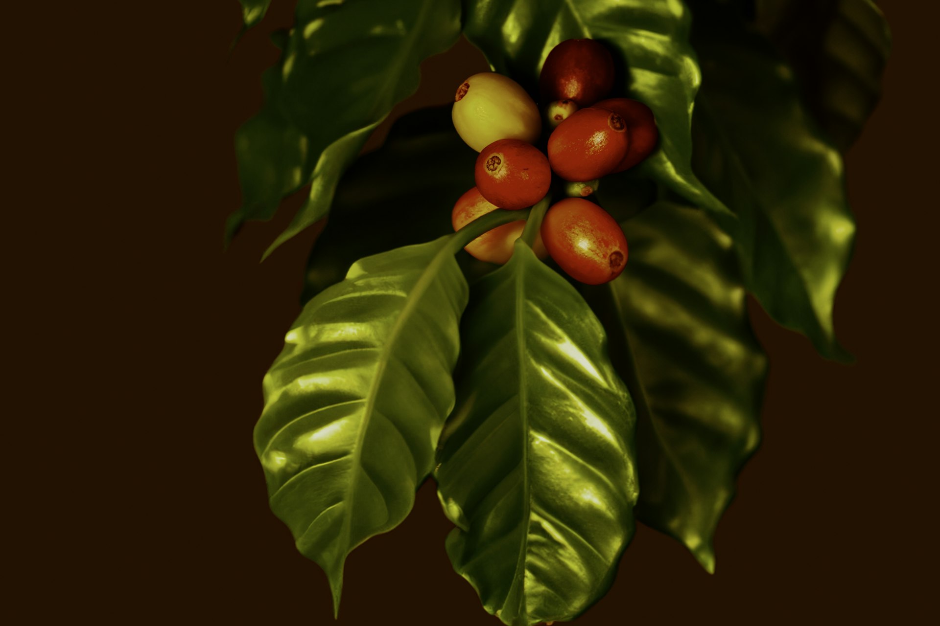 Cerezas de café en la rama